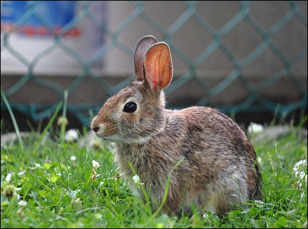 The Rabbit: The Conflict-Avoiding Pushover (Image Credits: Flickr)