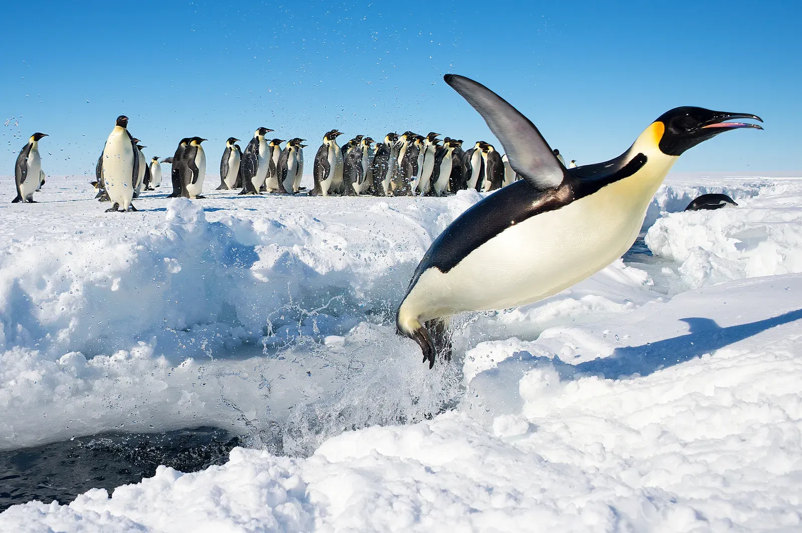 #7 Launching from the Sea Like Torpedoes Using Trapped Bubbles (Antarctica, CC BY 2.0)