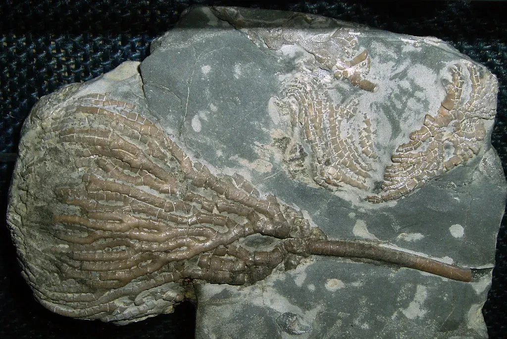 #9 - A Three-Course Meal Frozen in One Fossil (Lukas Large, Flickr, CC BY-SA 2.0)