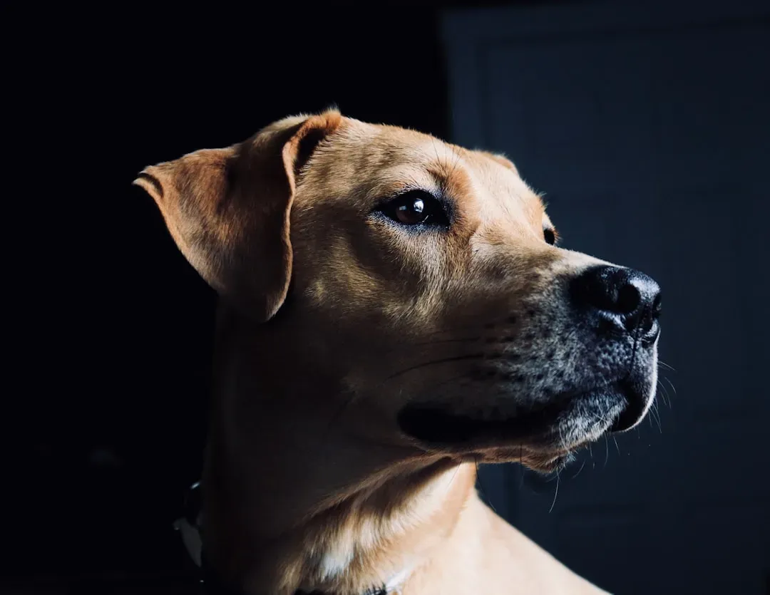 Genes, Breeds, and the Inherited Echo of Old Survival Systems (Image Credits: Unsplash)