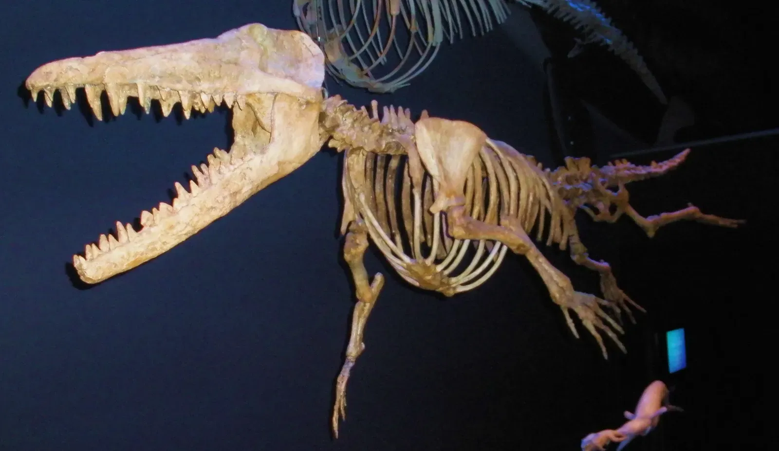 2. Ambulocetus: The Walking Whale That Looked Like A Crocodile In Transition (By Ghedoghedo, CC BY-SA 3.0)