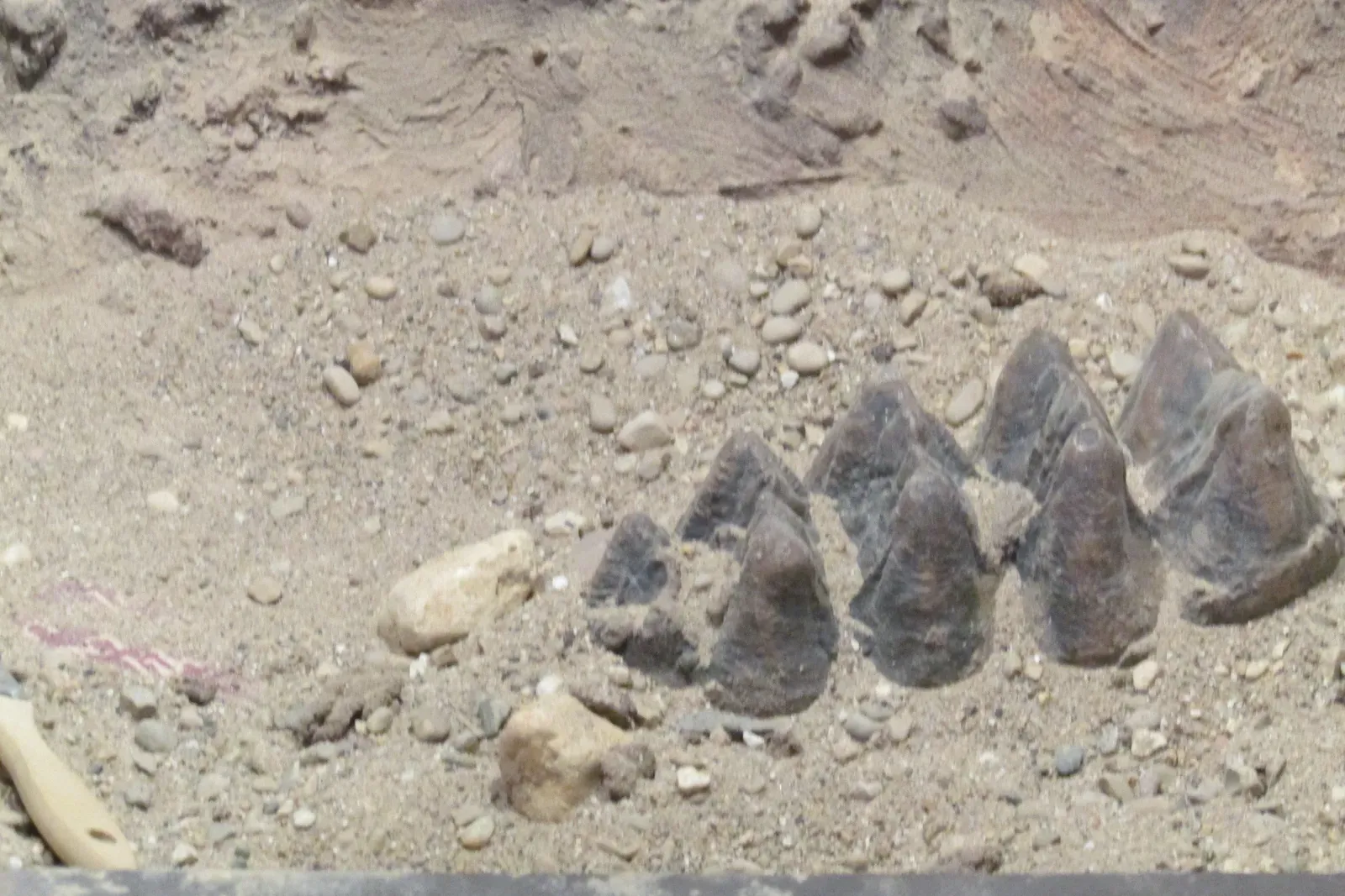 #13 - The Cerutti Mastodon Site, California (By Chris Light, CC BY-SA 4.0)
