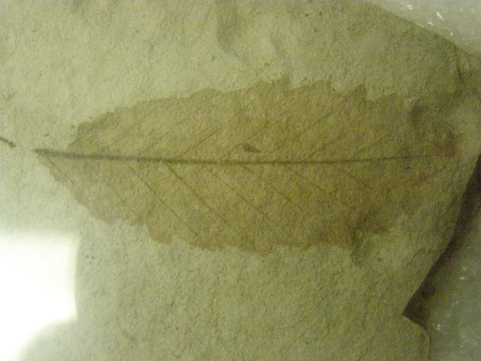 Conclusion: The Leaves That Still Have Something to Say (By Chris Light, CC BY-SA 4.0)