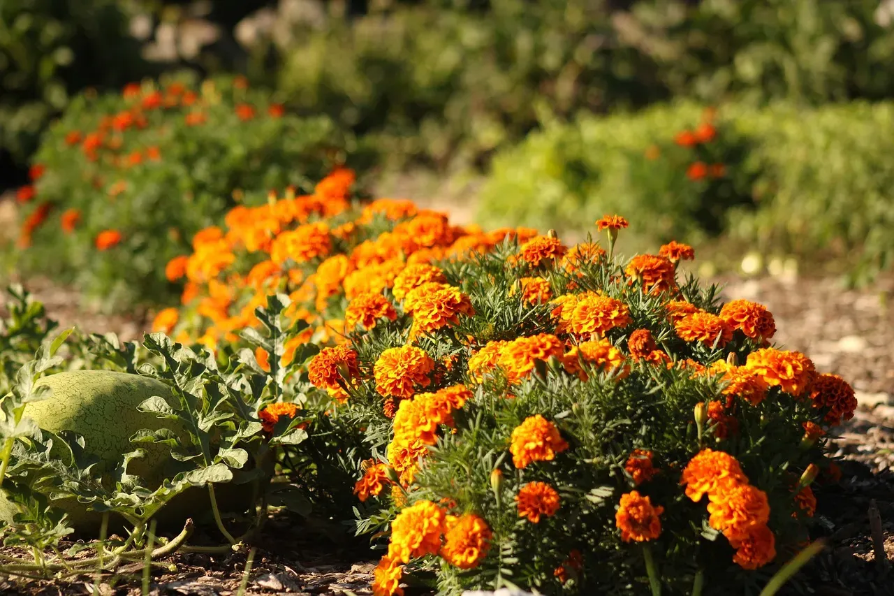 October: The Creative Marigold (Image Credits: Pixabay)