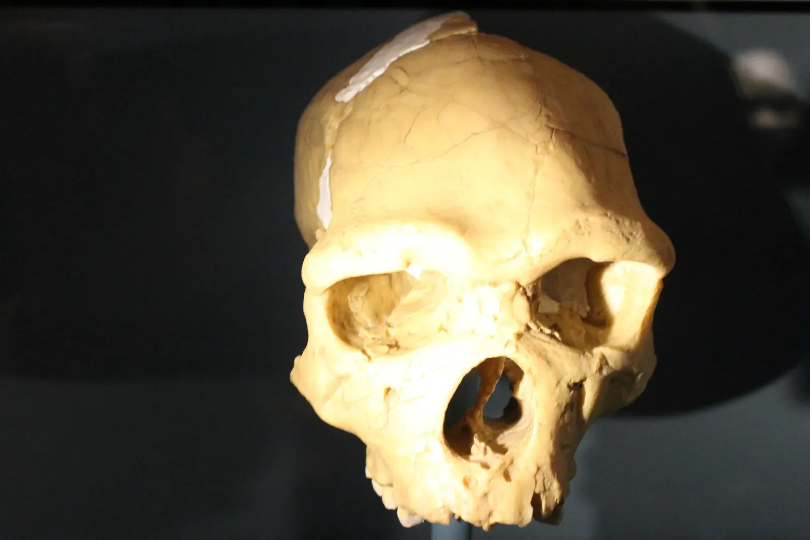 #6 - Homo Heidelbergensis Gets Split Into Pieces (kindly granted by the author, CC BY-SA 4.0)