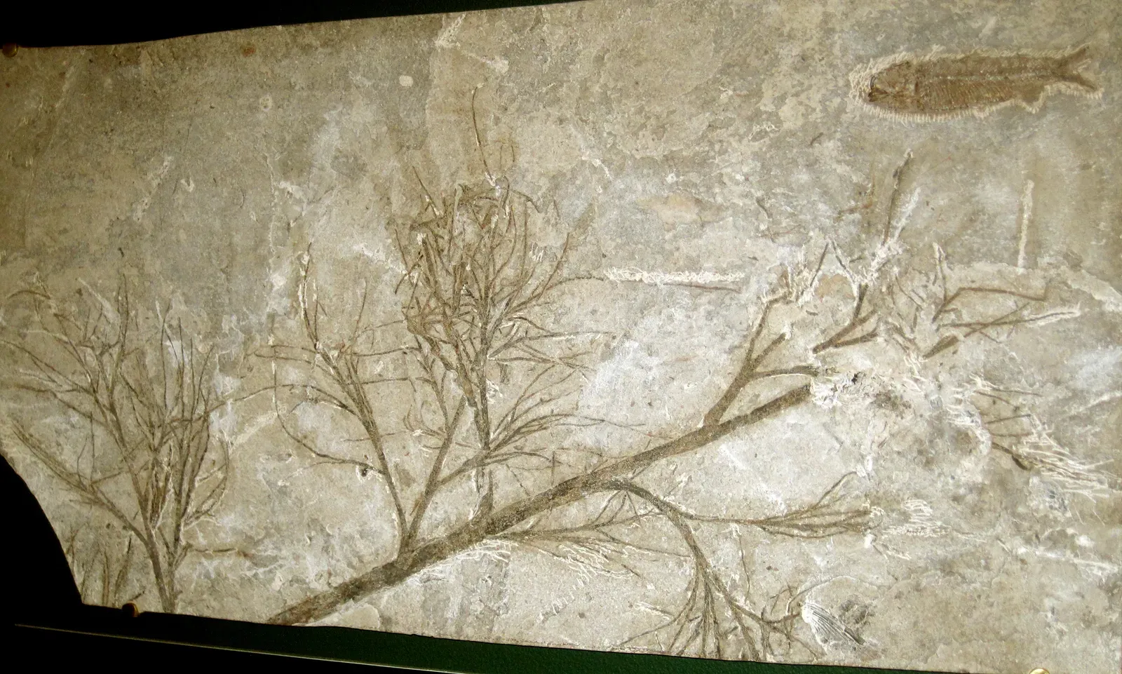 Wyoming's Paleontological Legacy Today (Image Credits: Wikimedia)