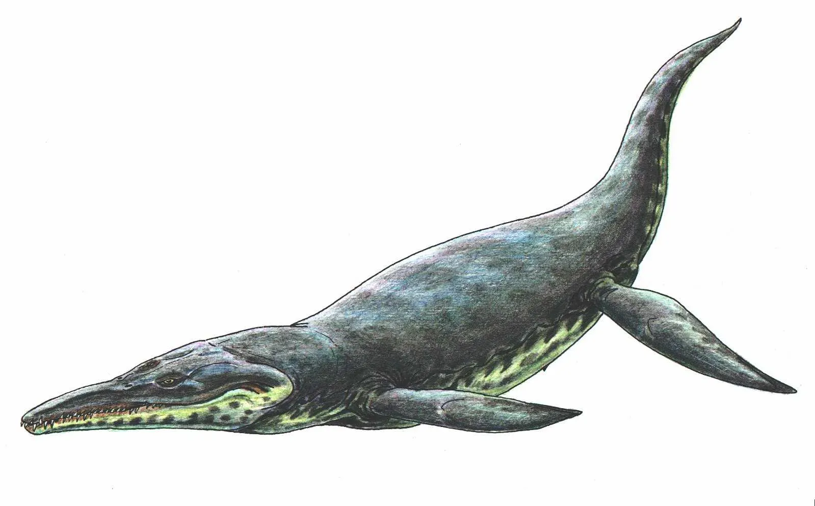 #10 - Kronosaurus, the Skull That Could Crush a Small Car (Transferred from ru.wikipedia to Commons., Public domain)