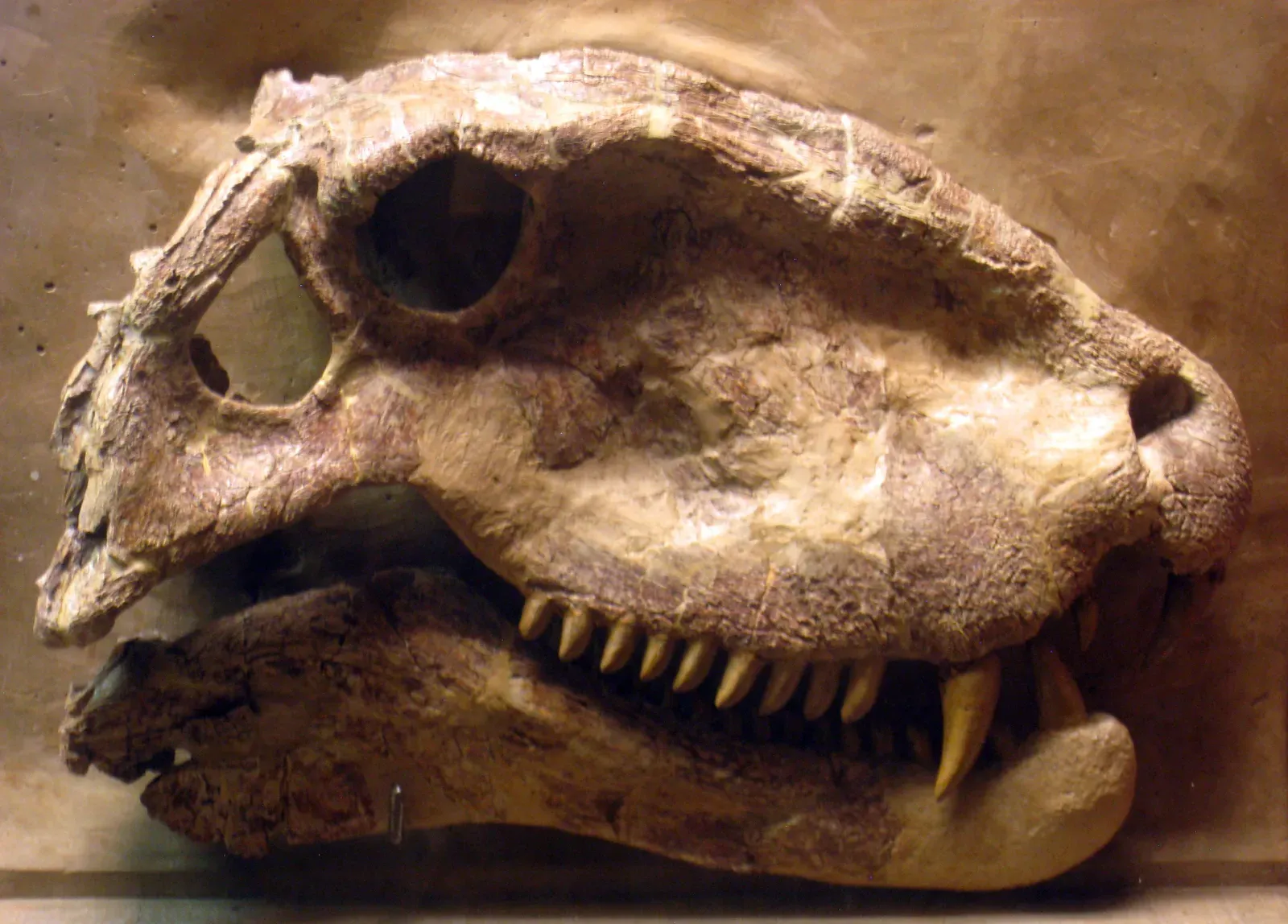 9. The Skull Architecture Was Distinctly Non-Reptilian (Self-photographed, Public domain)