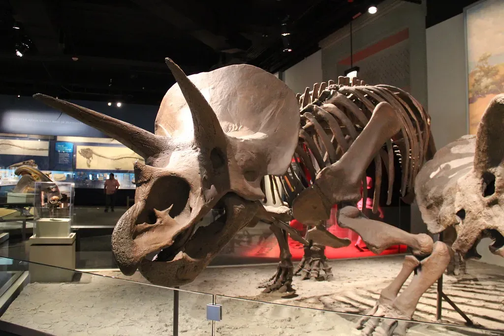 #12 - The First Full Skeleton Wasn't Found Until Years Later (Image Credits: Flickr)