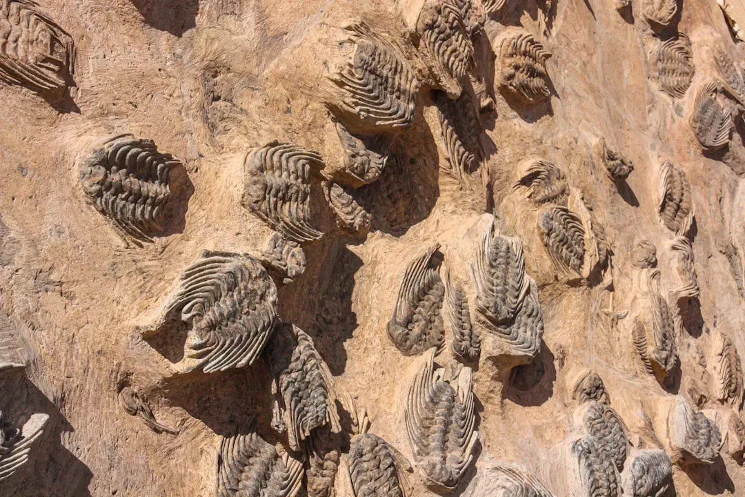 #3 - The Cambrian Explosion's Violent Little Secret (Image Credits: Unsplash)
