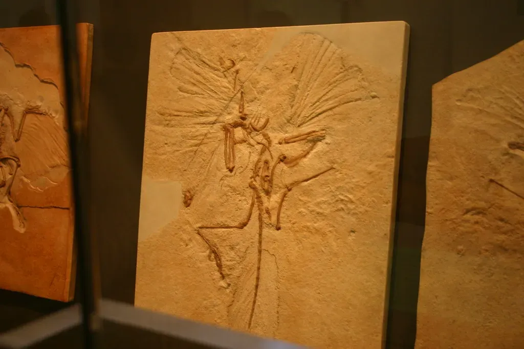 10. The Fossil Record Problem: Were They Even in Decline at All? (Steve Starer, Flickr, CC BY 2.0)