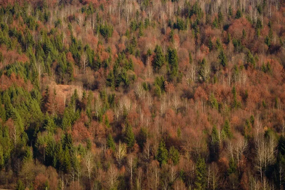 Virgo – Carefully Layered Mixed Deciduous Forest (Image Credits: Pexels)