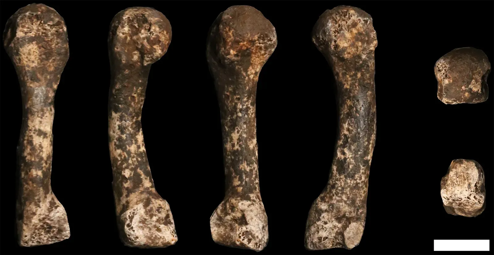 #17 - Homo naledi's Disputed Graves Deep in Rising Star Cave (Hawks et al. (9 May 2017). "New fossil remains of Homo naledi from the Lesedi Chamber, South Africa". eLife 6. DOI:10.7554/eLife.24232., CC BY 4.0)