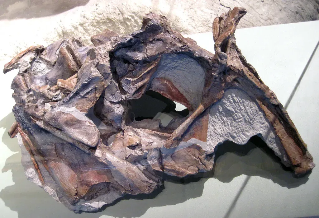 #3 - Antarctica's First Dinosaur Bone Sat in a Drawer for 40 Years (James St. John, Flickr, CC BY 2.0)