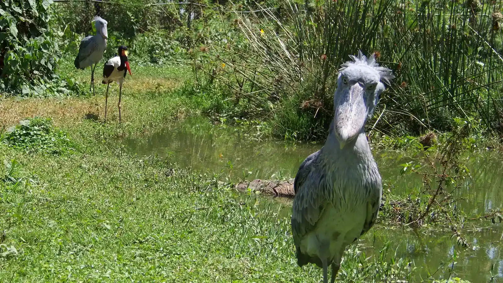 They're Critically Endangered and Need Our Help (Image Credits: Wikimedia)