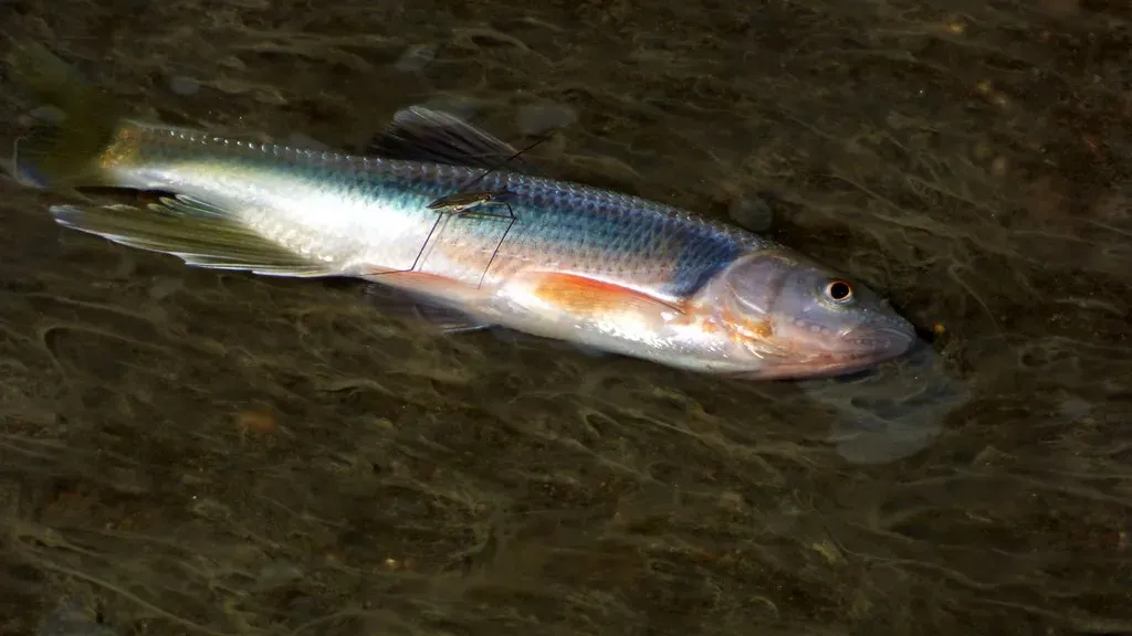 Pisces: The Stranded Fish (Image Credits: Flickr)