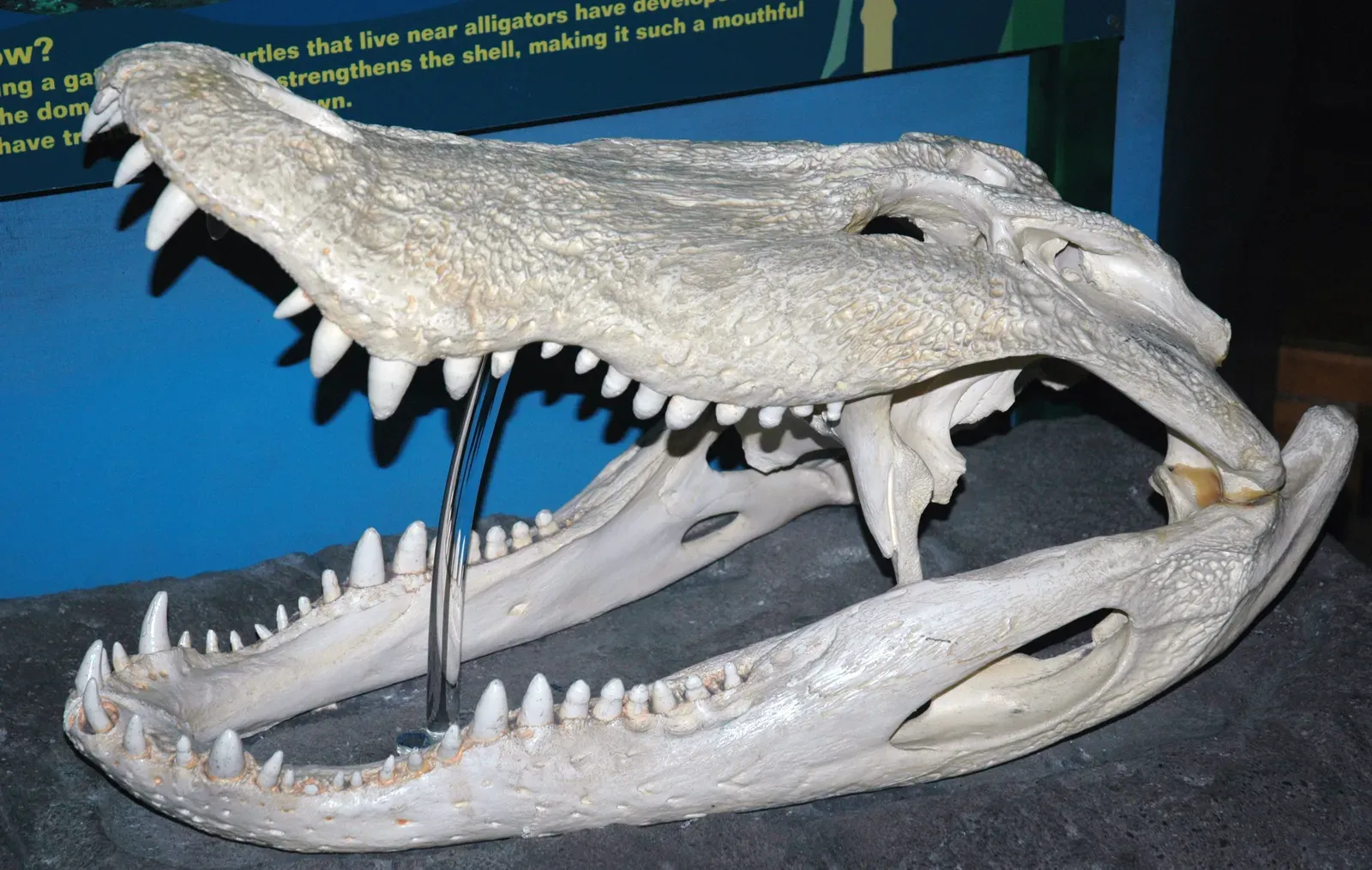 Reptile Smart: The Crocodile Comparison (Image Credits: Wikimedia)