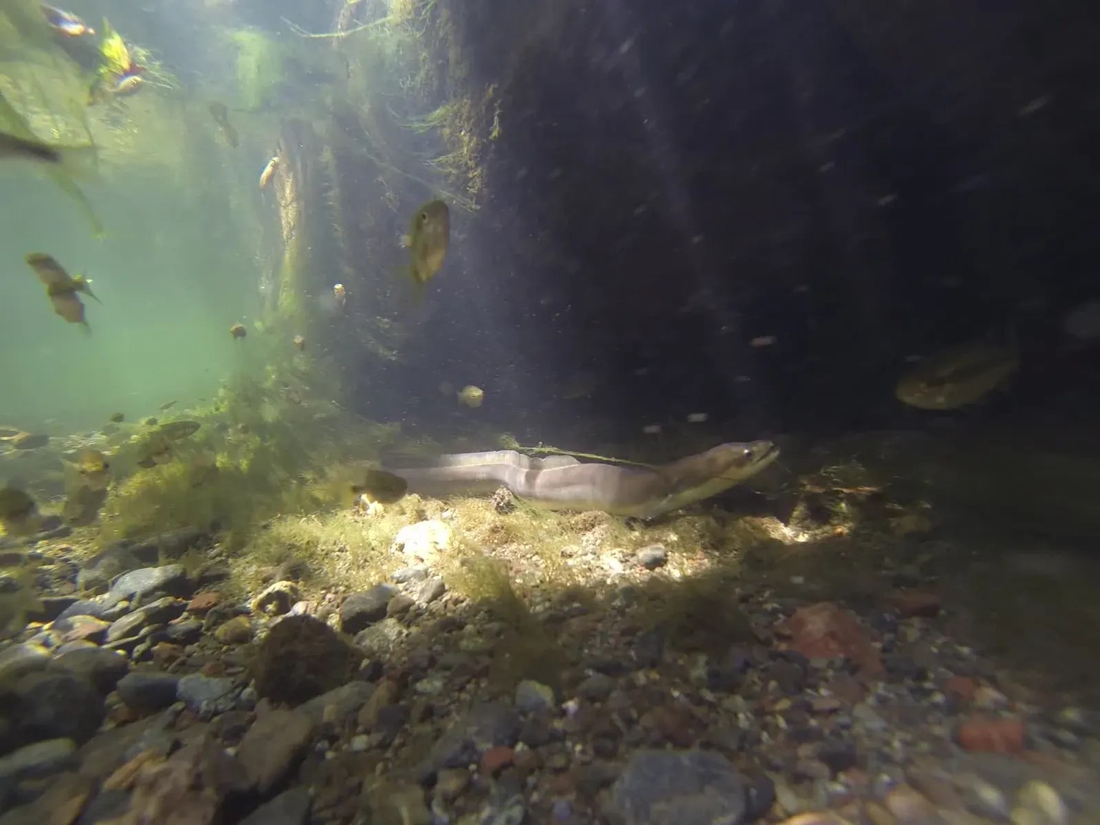 #9 - Eels Were Thought to Spring Spontaneously From Mud (By Nevit Dilmen (talk), CC BY-SA 3.0)