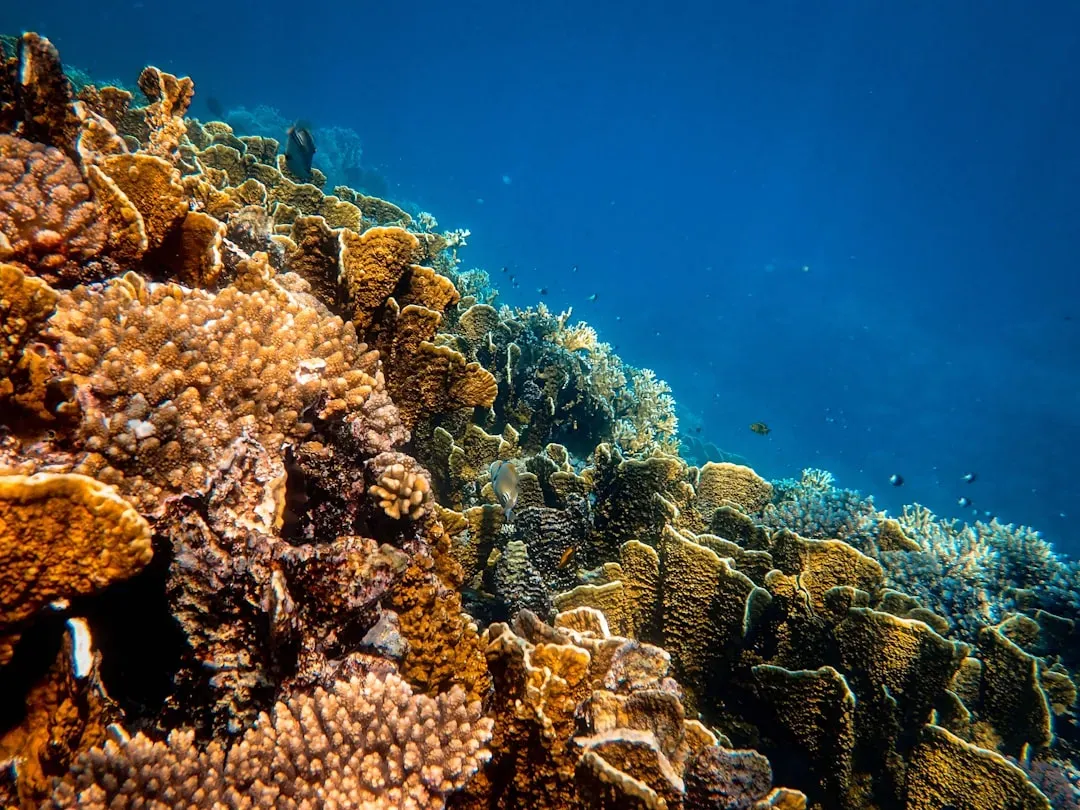 3. Coral Reefs Have Collapsed and Rebuilt Themselves Multiple Times (Image Credits: Unsplash)