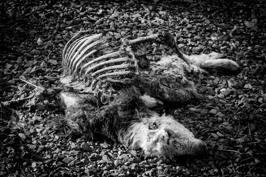 #8 - Deer Carcasses Were Treated Like a To-Go Order (Image Credits: Unsplash)