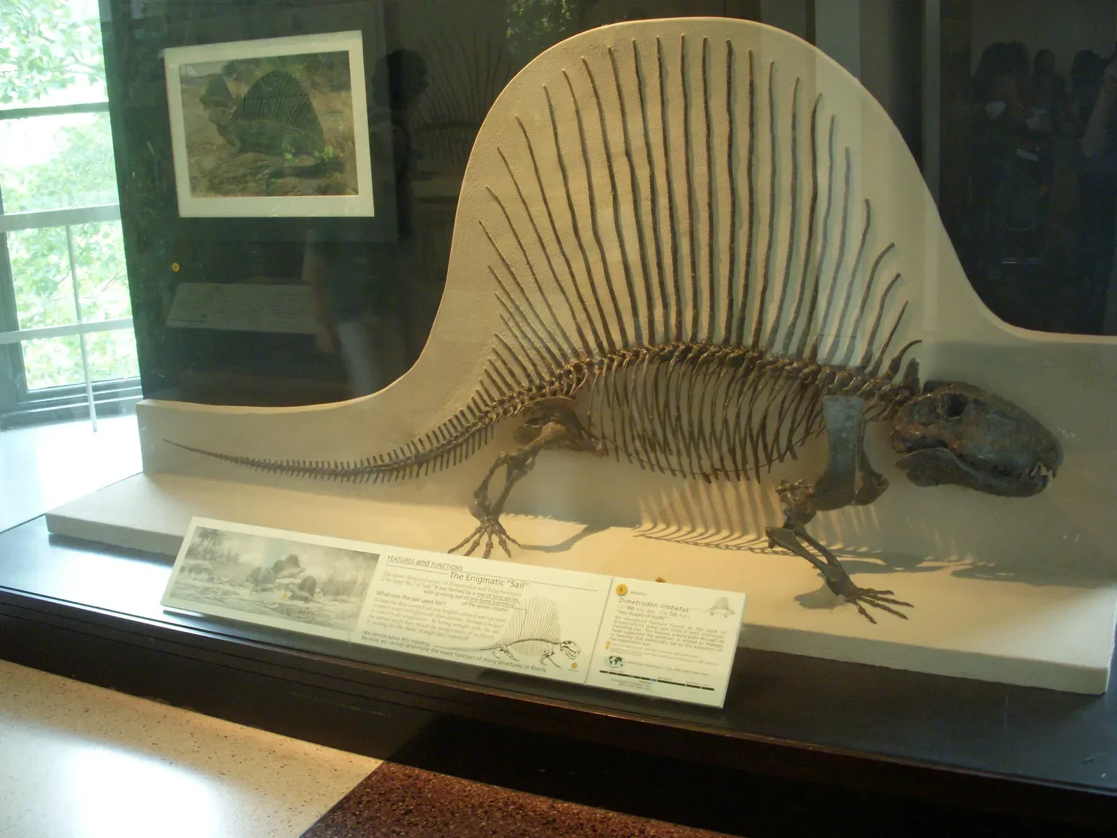 #3 - Dimetrodon: Not a Dinosaur, and Not Visually "Solved" (By Smokeybjb, CC BY-SA 3.0)