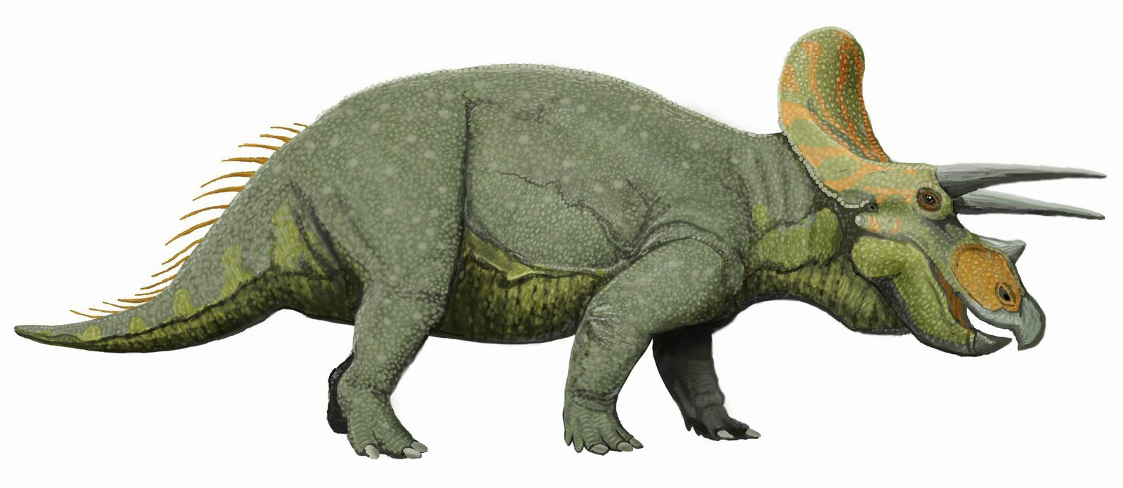 January: Triceratops - The Determined Guardian (Image Credits: Wikimedia)