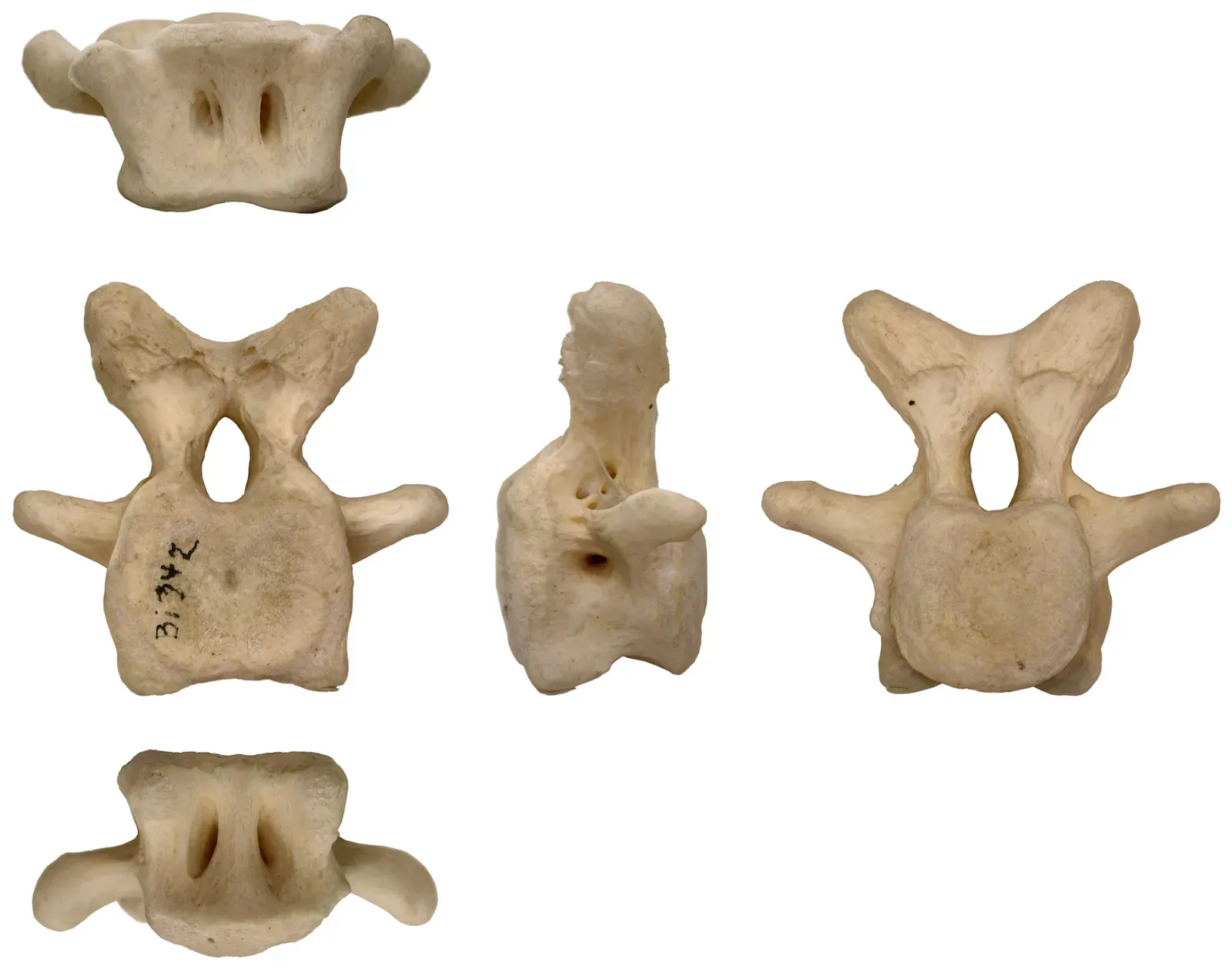 Air-Filled Bones and Giant Hearts: The Anatomy That Made Monsters Possible (Wedel MJ, Taylor MP (2013) Caudal Pneumaticity and Pneumatic Hiatuses in the Sauropod Dinosaurs Giraffatitan and Apatosaurus. PLoS ONE 8(10): e78213. doi:10.1371/journal.pone.0078213, CC BY 3.0)
