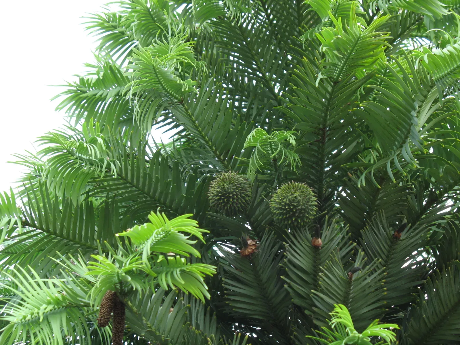 The Wollemi Pine: A Living Dinosaur Tree Hidden in a Canyon (Image Credits: Wikimedia)