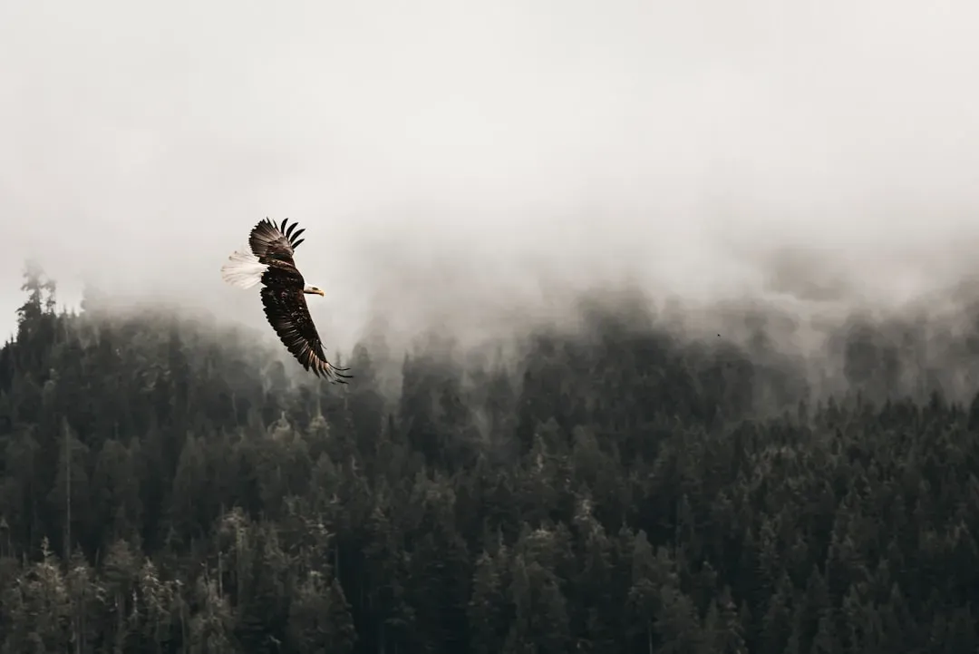 The Eagle: The Visionary Who Refuses to Be Caged (Image Credits: Unsplash)