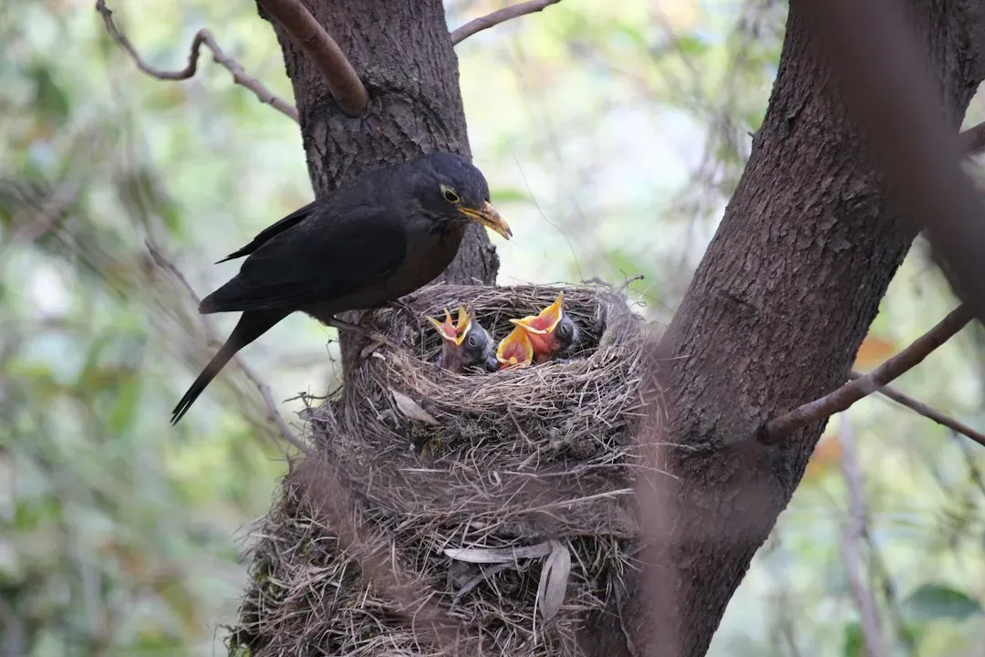#6 Nest Building And Active Parental Care (Image Credits: Unsplash)