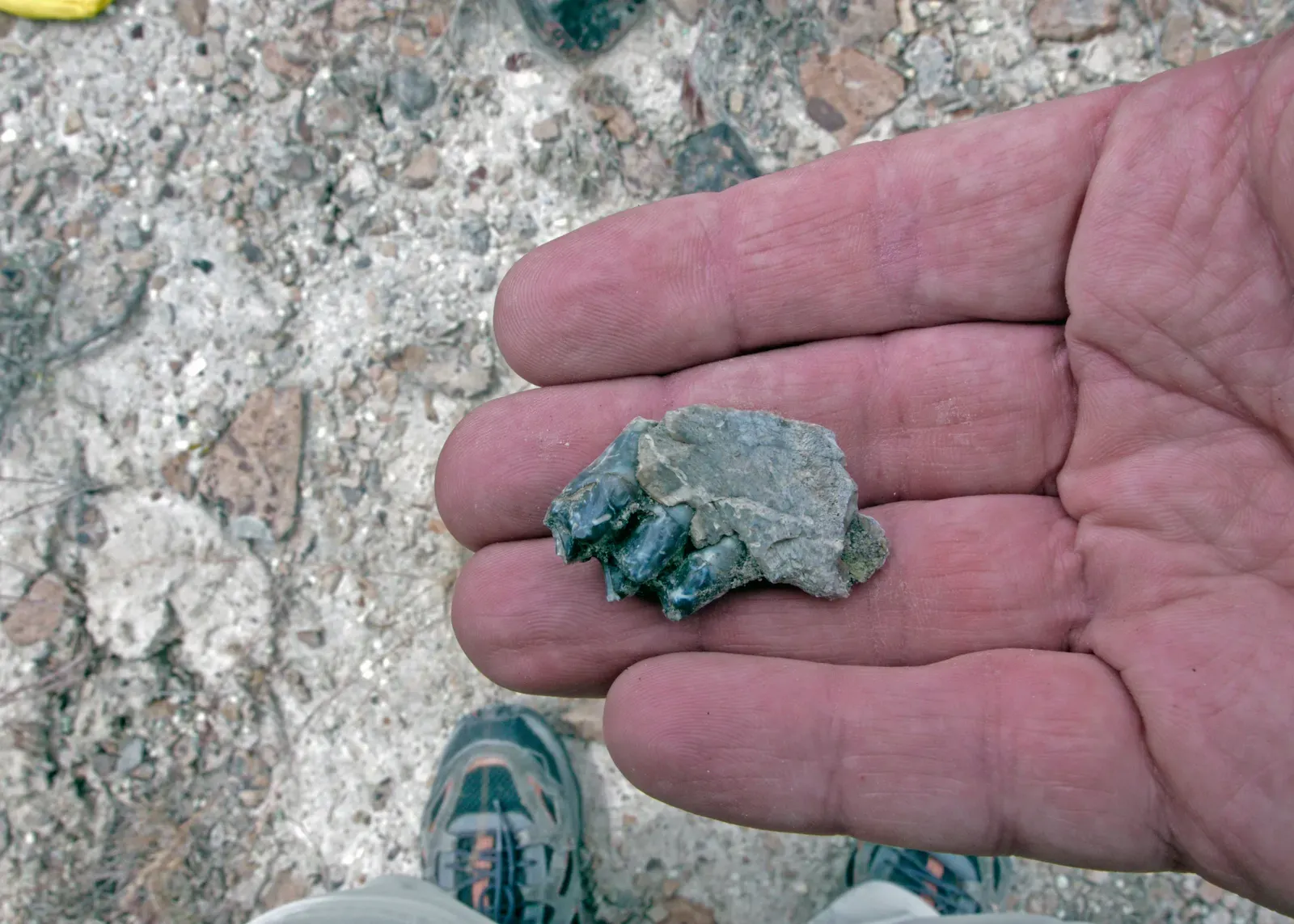 Why Teeth Tell Such a Powerful Evolutionary Story (Paleontology in Central Oregon, Public domain)
