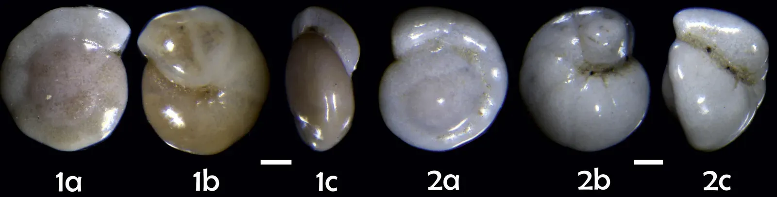 Living Labyrinths: Foraminifera's Spiral Chambers (Image Credits: Wikimedia)