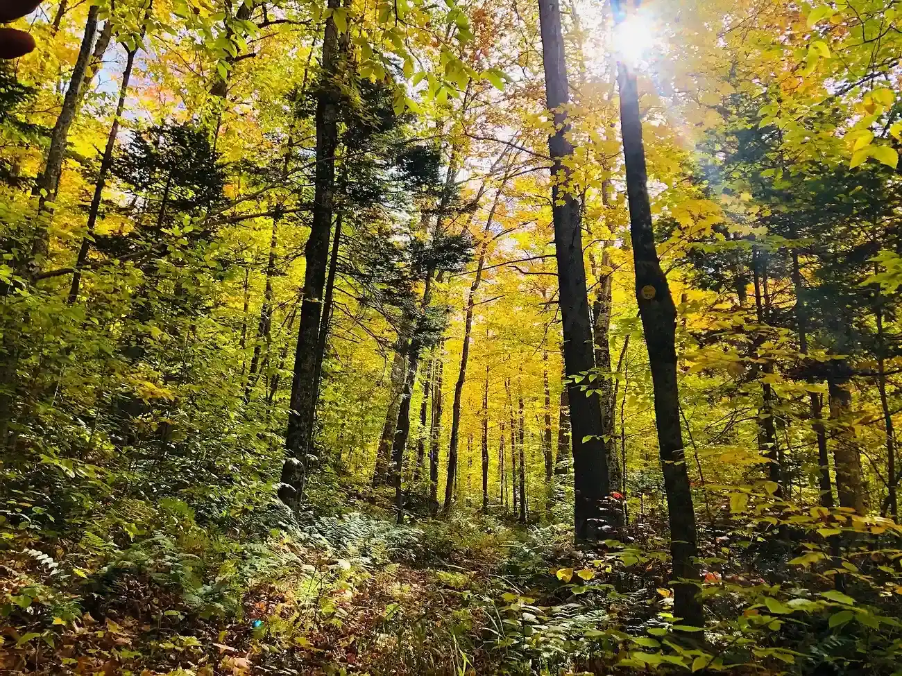 1. Plants Conquered Land Long Before Any Animal Did (Image Credits: Rawpixel)