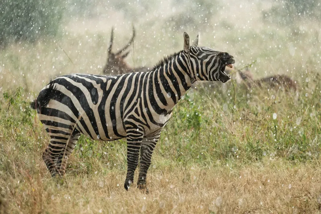 #5 - They Read the Sky and Land Through Animal Behavior (Image Credits: Unsplash)