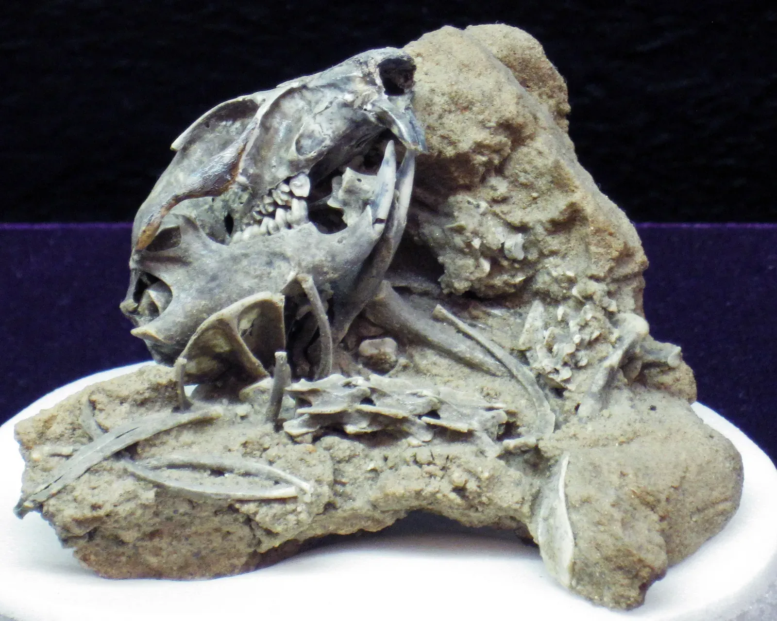 Real fossil evidence: what actual Ice Age small mammals tell us (By James St. John, CC BY 2.0)