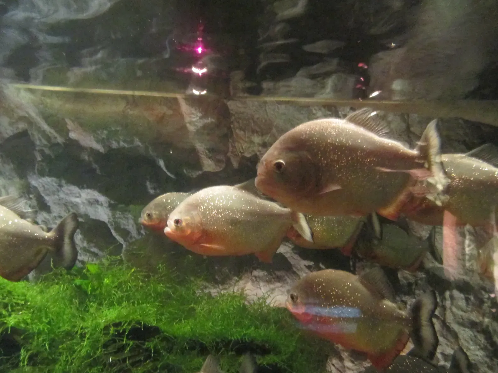 #13 - The Piranha Named After a Villain's Eye (Dr. Avishai  Teicher via the PikiWiki - Israel free image collection project, CC BY 2.5)