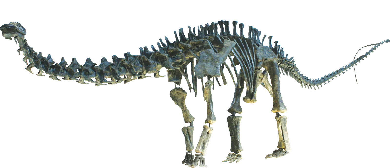 #19 - Brontosaurus/Apatosaurus: The Wrong Head on the Wrong Neck (By MCDinosaurhunter, CC BY-SA 3.0)