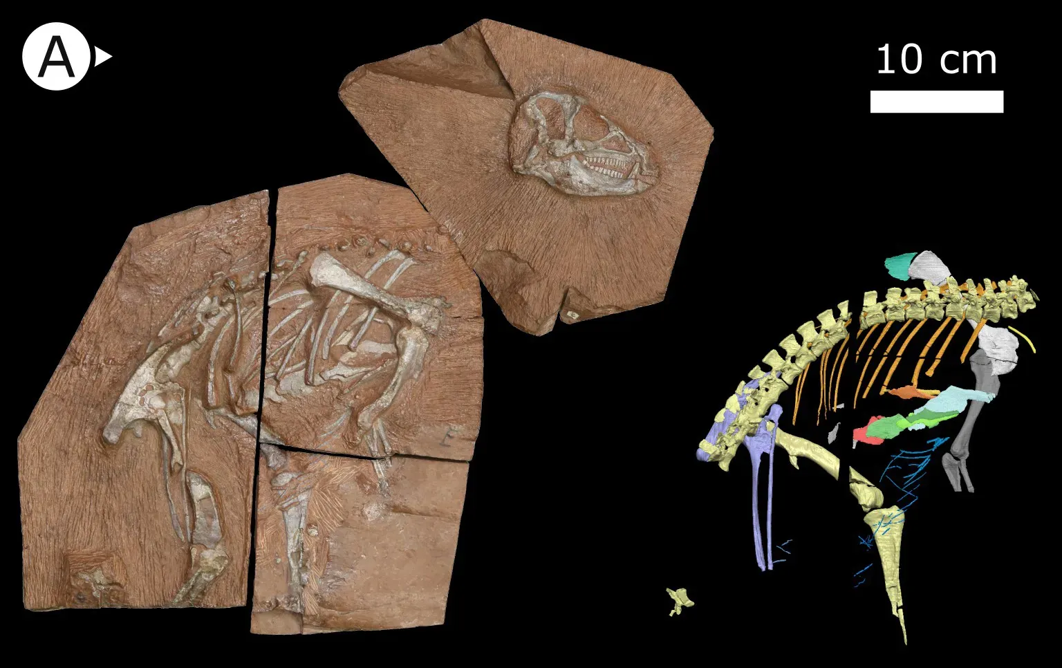 10. Digital Databases and Global Data Sharing (By Viktor J Radermacher, Vincent Fernandez, Emma R Schachner, Richard J Butler, Emese M Bordy, Michael Naylor Hudgins, William J de Klerk, Kimberley EJ Chapelle, Jonah N Choiniere, CC BY 4.0)