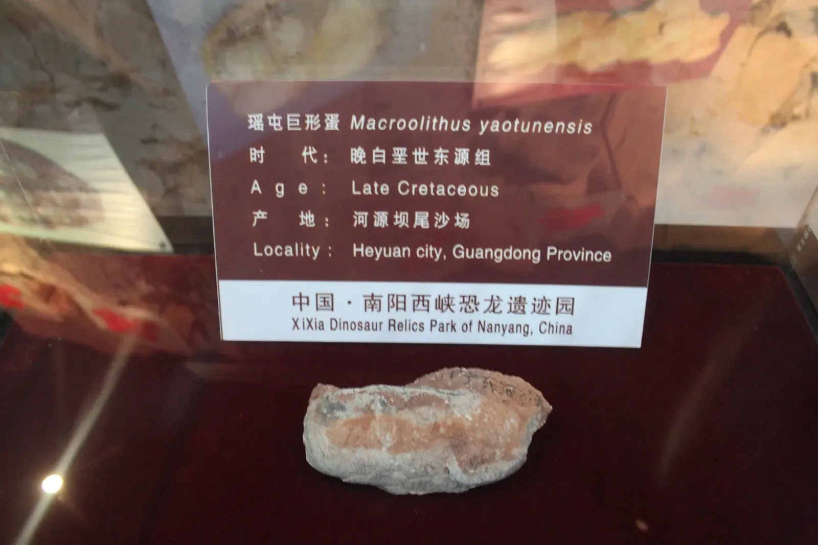 The First Egg Was Not What Anyone Expected (Image Credits: Wikimedia)