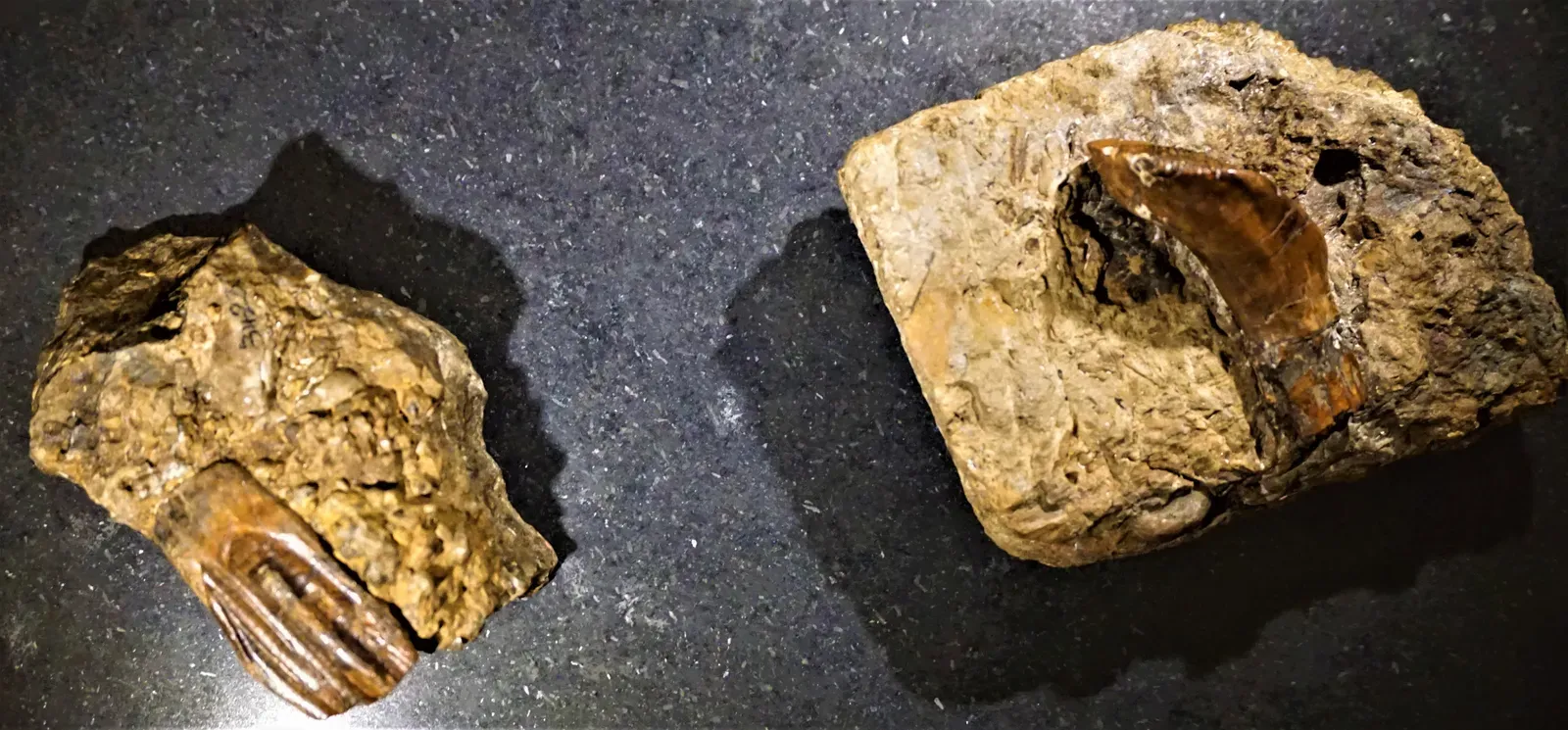 A Handful of Teeth and a Giant Guess (By Joyofmuseums, CC BY-SA 4.0)