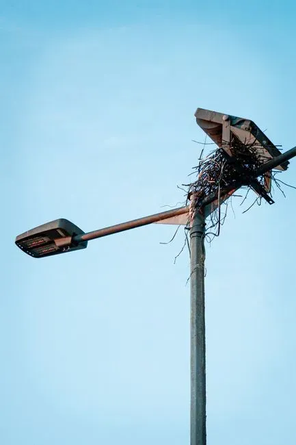 Conclusion: What These Ridiculous Nest Sites Are Really Telling Us (Image Credits: Pexels)