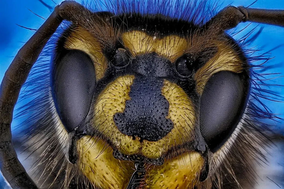 14. The "Eyeliner Boy" Bee With a Unique Cross-Gender Facial Feature (Image Credits: Unsplash)
