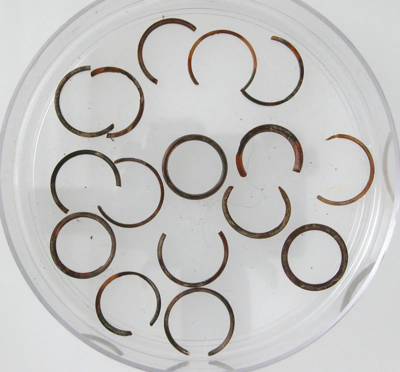 #9 - The Pierced Ivory Rings That May Not Even Belong to Neanderthals (This file was donated to Wikimedia Commons as part of a project by the Metropolitan Museum of Art. See the Image and Data Resources Open Access Policy, CC0)