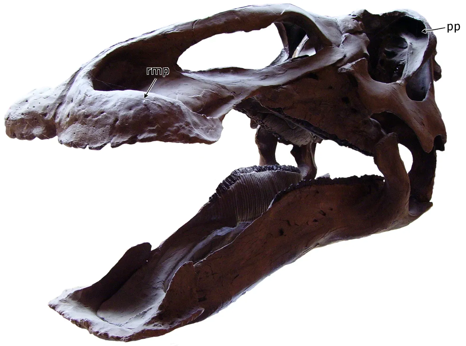 #9 - The "Duck-Billed Titan" That Was Just a Big Edmontosaurus (By en:User:Ballista, CC BY-SA 3.0)
