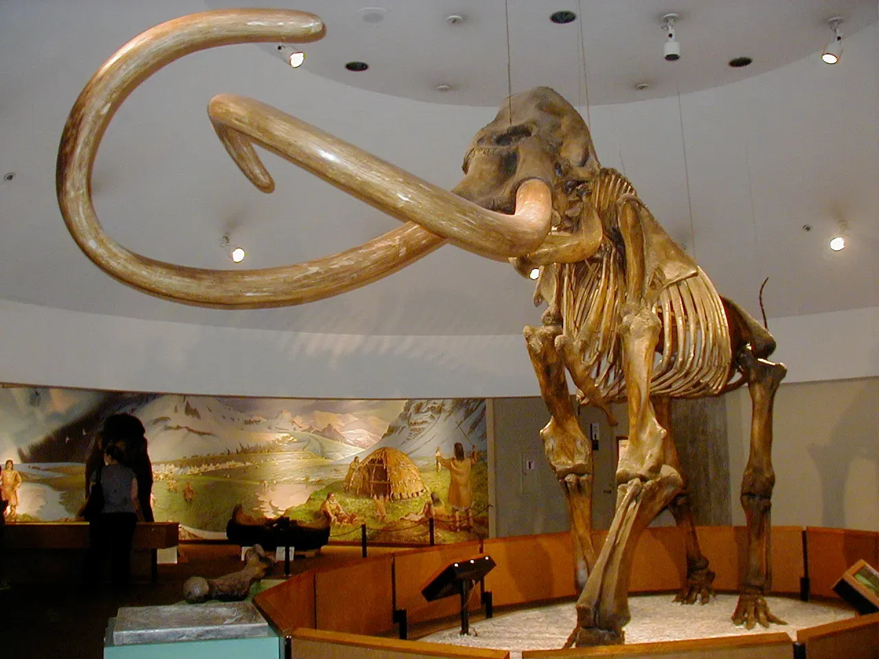 #1 - The Mammoth That Stood Taller Than a Giraffe (By WolfmanSF, CC BY-SA 3.0)