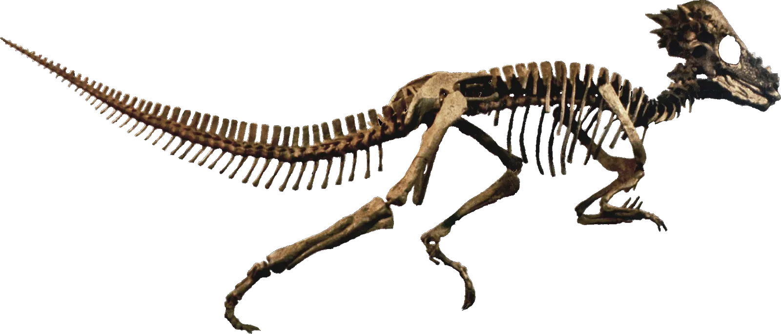 Conclusion: Embarrassing Names, Honest Science, and Why It All Matters (By MCDinosaurhunter, CC BY-SA 3.0)