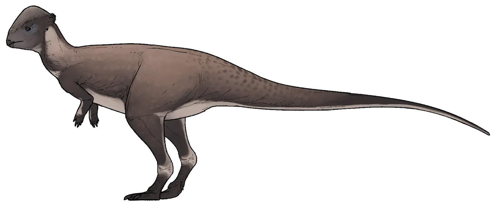 Meet Brontotholus Harmoni: The Thunderdome Dinosaur (By Connor Ashbridge, CC BY 4.0)