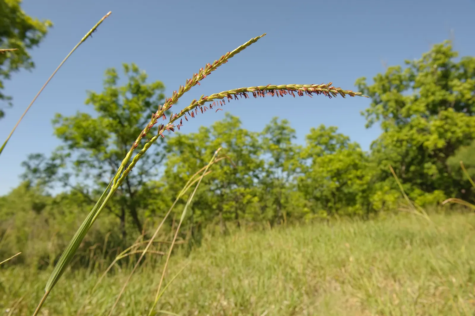 Riparian Zone Plants Enduring Flash Floods and Grazing (Image Credits: Wikimedia)