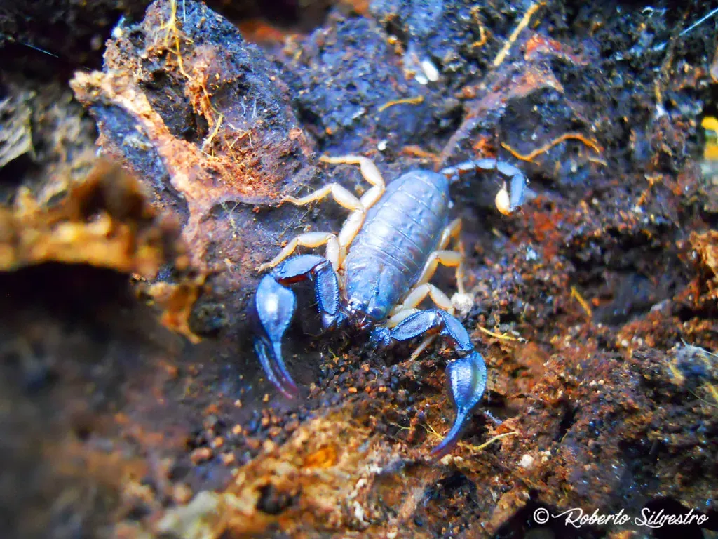 Scorpio – Water That Transforms and Intensifies (Image Credits: Flickr)