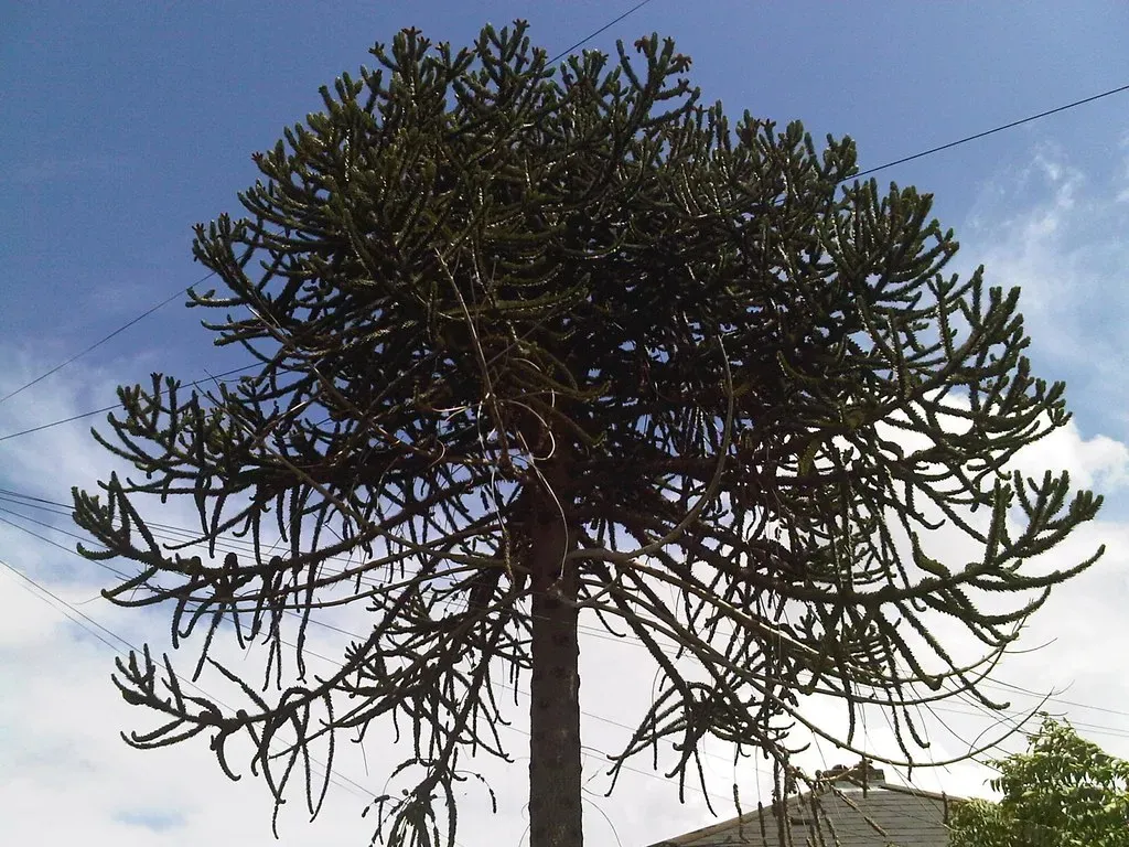 9. Araucaria and Monkey Puzzle Relatives – Cone-Bearing Giants on the Menu (zimpenfish, Flickr, CC BY 2.0)